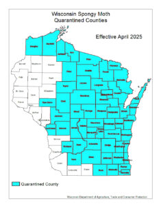A map of Wisconsin counties quarantined for spongy moth as of October 2025.