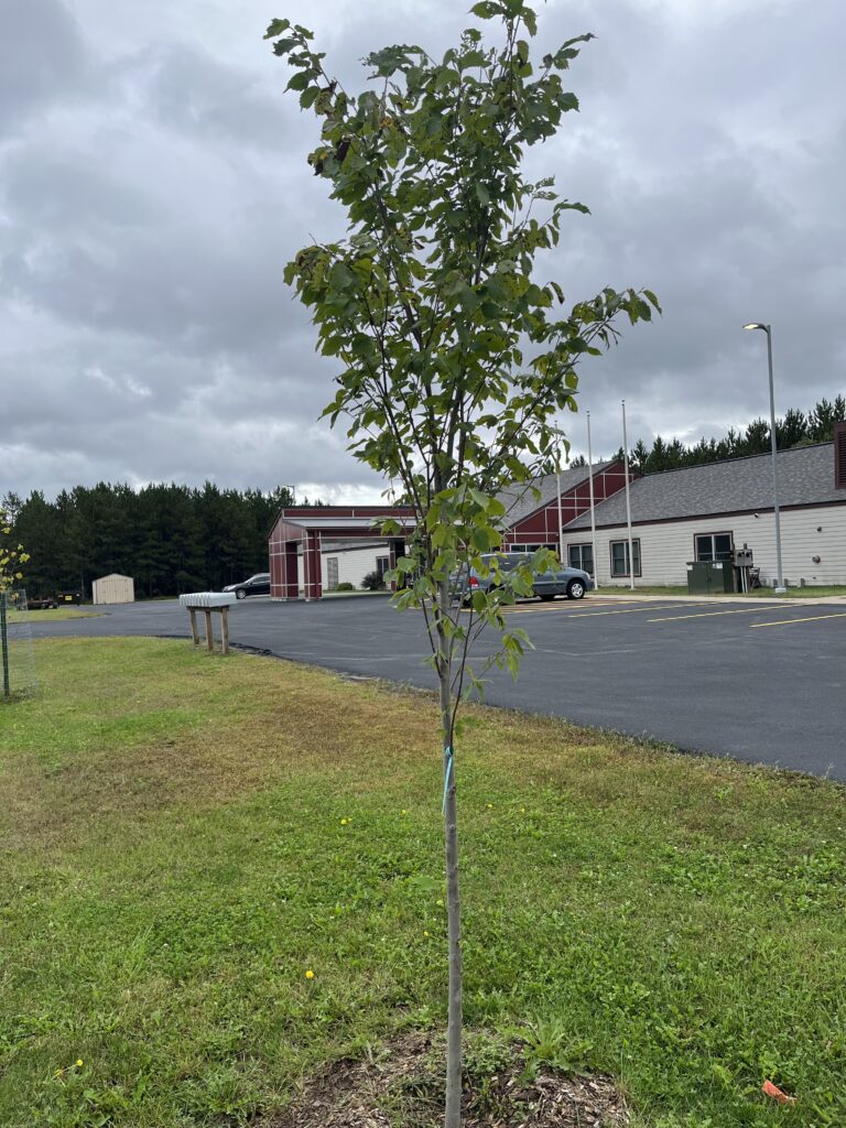 a newly planted tree in front of a municipal building