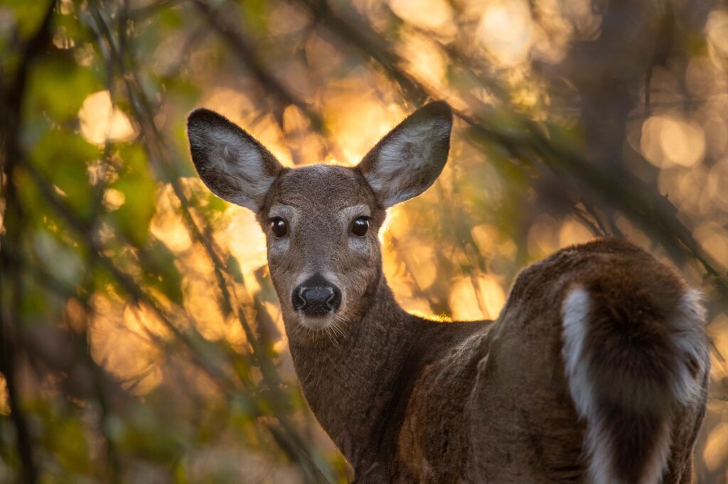 white tail deer