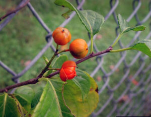 American bittersweet, a native plant, has similar berries clustered at the end of each branch and is a great alternative to use in fall wreaths and arrangements.