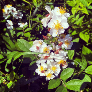 A cluster of flowers from the invasive plant multiflora rose. It is recommended that multiflora rose be avoided when making or purchasing holiday decorations.
