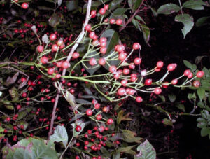 A close-up photo of the twig of an invasive multiflora rose plant showing rose hips.