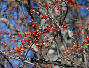 The berries of round leaf bittersweet grow in clusters at each leaf axil and are beautiful, but this highly invasive plant makes it unsuitable for use in your fall decorations.