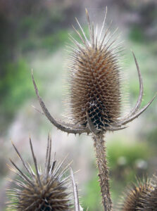 A close-up of the flowering portion of the invasive cut-leaved teasel plant. It is recommended that teasel be avoided when making or purchasing holiday decorations.