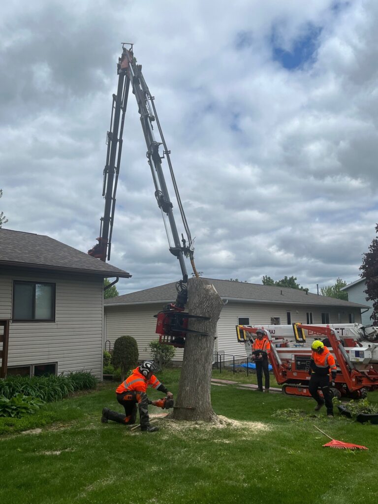 county workers removing a tree using a crane and chainsaw