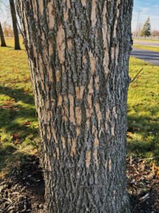 Woodpecker flecking on the bark of a dying ash tree is visible at Winnebago County Community Park in Oshkosh.