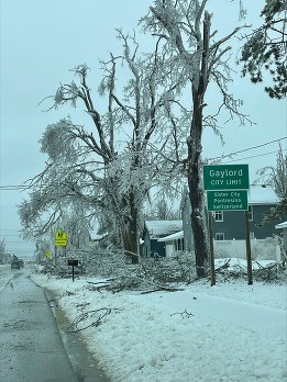 ice covered street trees