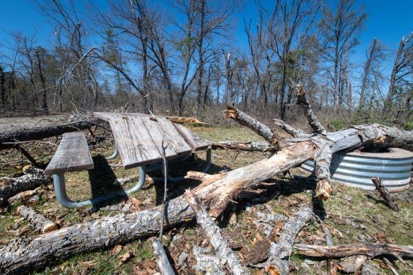fallen tree at campsite