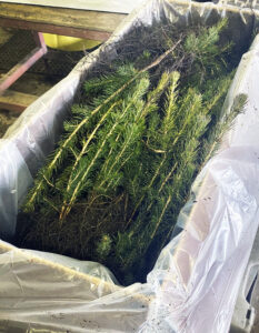 A box of pine seedlings is prepared for distribution at the Wisconsin Department of Natural Resources' Wilson State Nursery in Boscobel.
