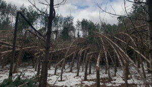 A stand of pines shows heavy damage from an ice storm in April 2025.