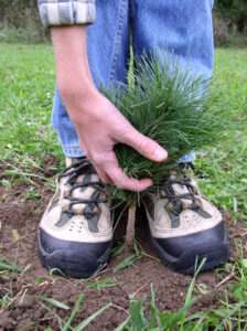A worker plants a red pine seedling provided by the Wisconsin Department of Natural Resources.