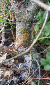 A close-up photo of a white pine blister rust canker as seen on a young white pine tree.
