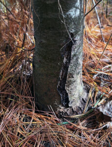 A white pine blister rust canker as seen on a young white pine tree.