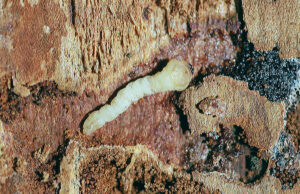 Closeup photo of a hemlock borer larva feeding inside channels in a hemlock tree.