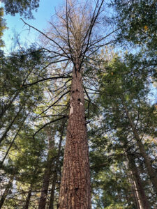 A stand of hemlock trees, including a single tree in the center that was killed by hemlock borer.