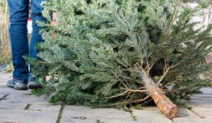A person hauls a Christmas tree to a disposal point after using it during the holidays.