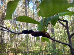 A cherry tree branch shows infestation from black knot galls.