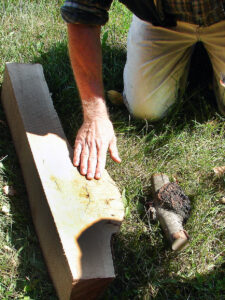 Lumber is often not affected by black knot galls.