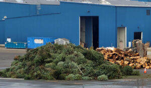 A pile of discarded Christmas trees in a drop-off lot.