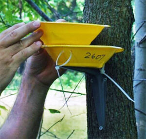 A plastic pan trap for wasps is hung from a tree branch.