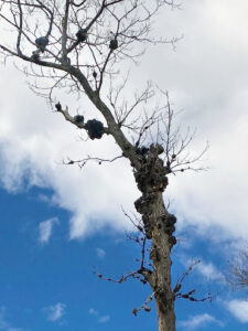 Phomopsis galls are evident on a tree's main stem.