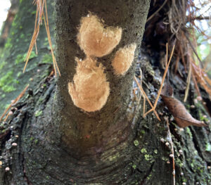 Large spongy moth egg masses on a tree main stem.