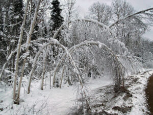Ice and snow weigh down trees in a forest after a 2025 blizzard.