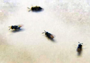 Closeup of Oobius agrili wasps.