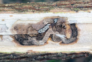 Wasp pupae feed in an emerald ash borer gallery in a tree.