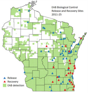 Map showing emerald ash borer biological control releases and recoveries.