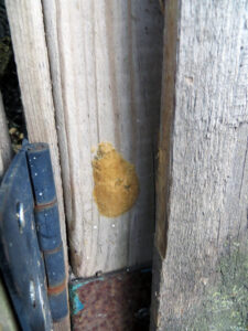 A spongy moth egg mass on a gate at a residence.