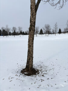 Bark removed by woodpeckers feeding on emerald ash borer larvae rest around an ash tree.