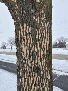 An ash tree in Oshkosh shows damage from woodpeckers feeding on emerald ash borer larvae beneath the bark.