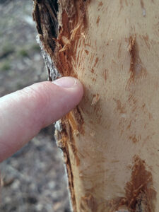 Closeup of small squirrel tooth marks on a tree's mainstem.