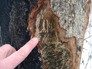 A closeup of tree damage done by porcupine, with large scrape marks caused by the animal's teeth.