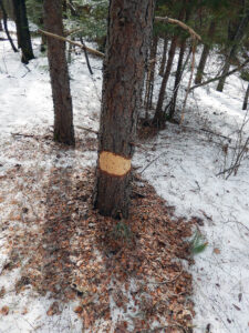 A red pine tree shows damage near the base of its trunk due to porcupine feeding.