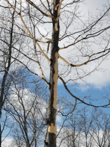 The trunk of a maple that has had much of its bark removed by feeding squirrels.