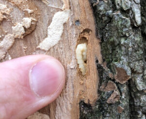 Closeup of emerald ash borer larvae overwintering in an ash tree.