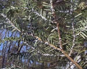 Closeup of "wool" from hemlock woolly adelgid feeding on hemlock needles in western Michigan.