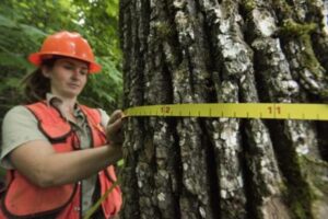 A worker measures the diameter of a tree stem.