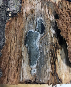 A closeup of a fungal pressure pad under the bark of an oak tree infected with oak wilt.