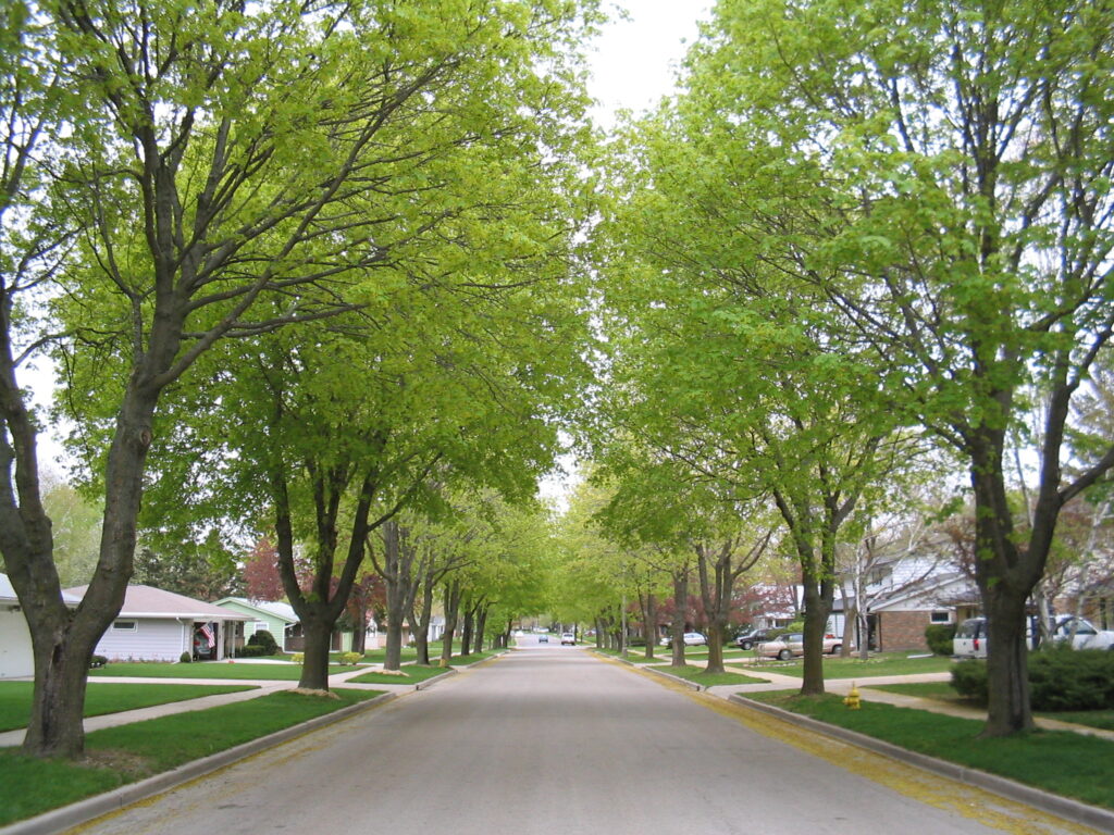 tree-lined street