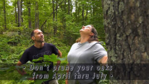 A frame-grab from the Wisconsin DNR's video explaining the tree disease oak wilt.