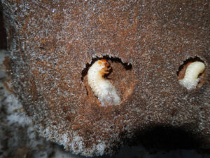 Closeup of large white grub larvae discovered inside logs being split for firewood.