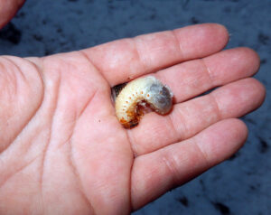 A closeup of a large white grub in a hand. This Osmoderma grub was feeding on decaying firewood.