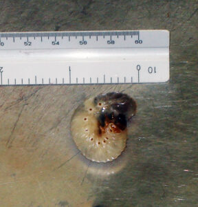 A closeup of an Osmoderma larva next to a ruler showing the white grubs are about an inch long when they curl into their typical "C" shape.