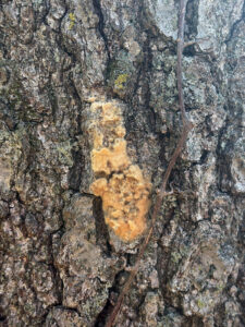 Closeup of a spongy moth egg mass on a tree trunk, showing damage from birds or squirrels.