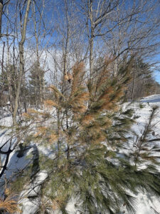 A white pine tree showing extensive browning due to salt spray damage, visible mostly on the side of the tree facing the roadway.