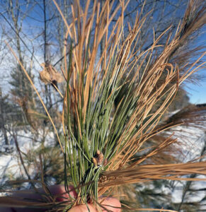 A closeup of white pine needles showing browning due to damage from roadside salt spraying.
