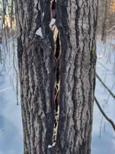 A long vertical wound in a tree trunk caused by deep freezing.
